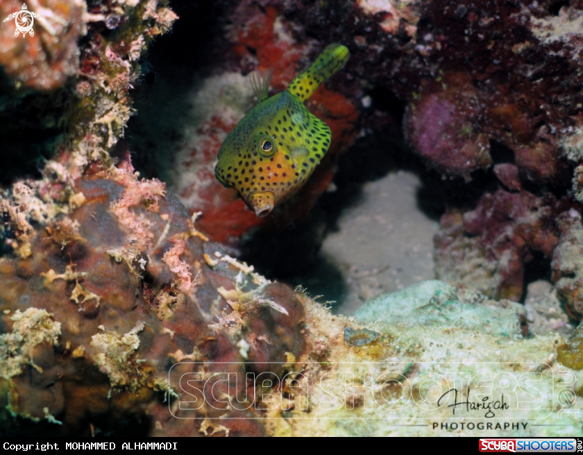 A Boxfish