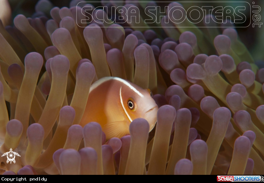 A underwater creature