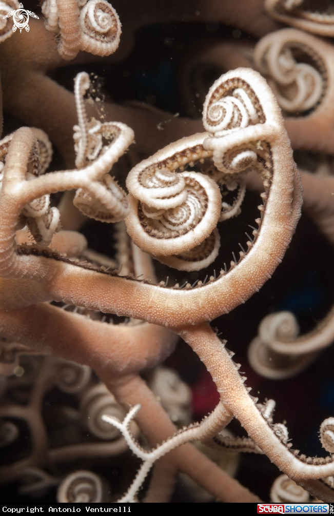 A Stella Gorgone/ Basket star