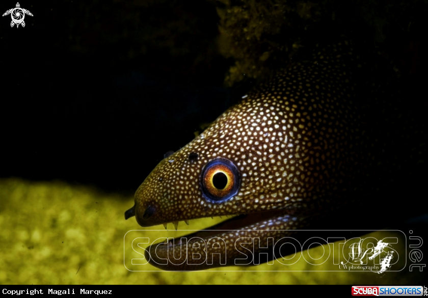 A Golden morey eel 