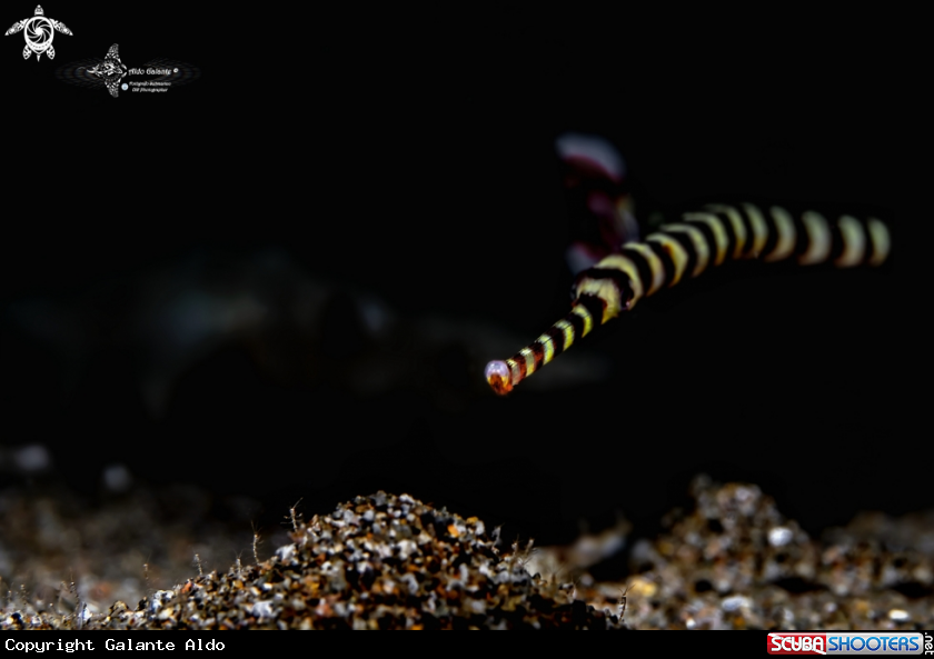 A Skeleton Shrimp + Banded Pipefish