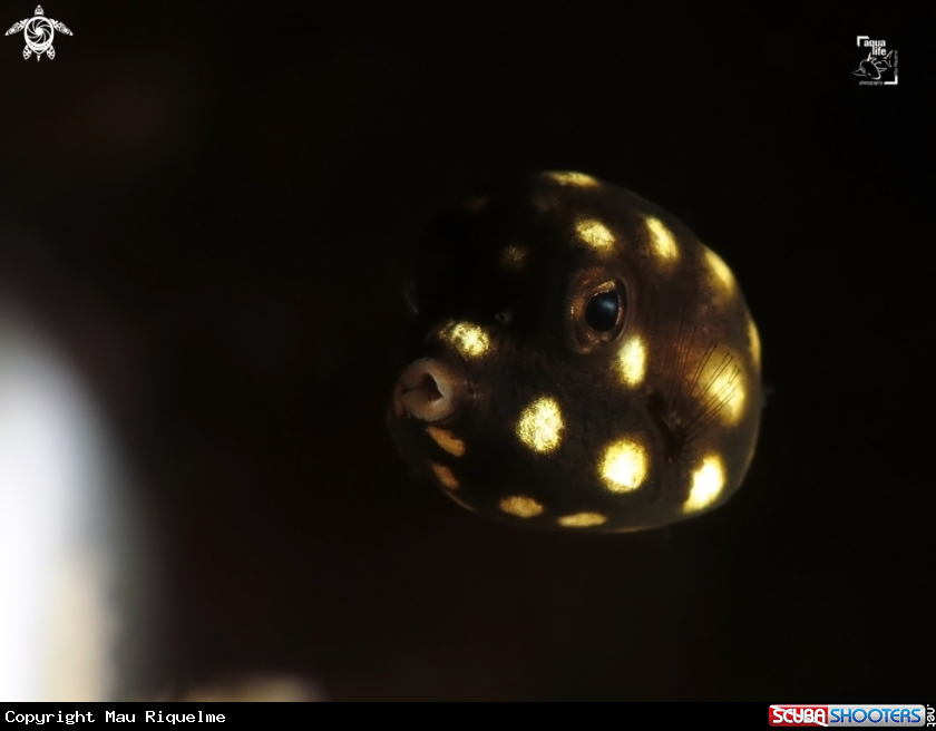 A Juvenile Smooth Trunkfish