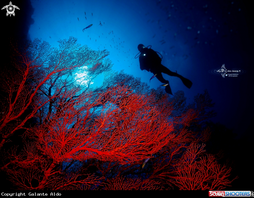 A Diver