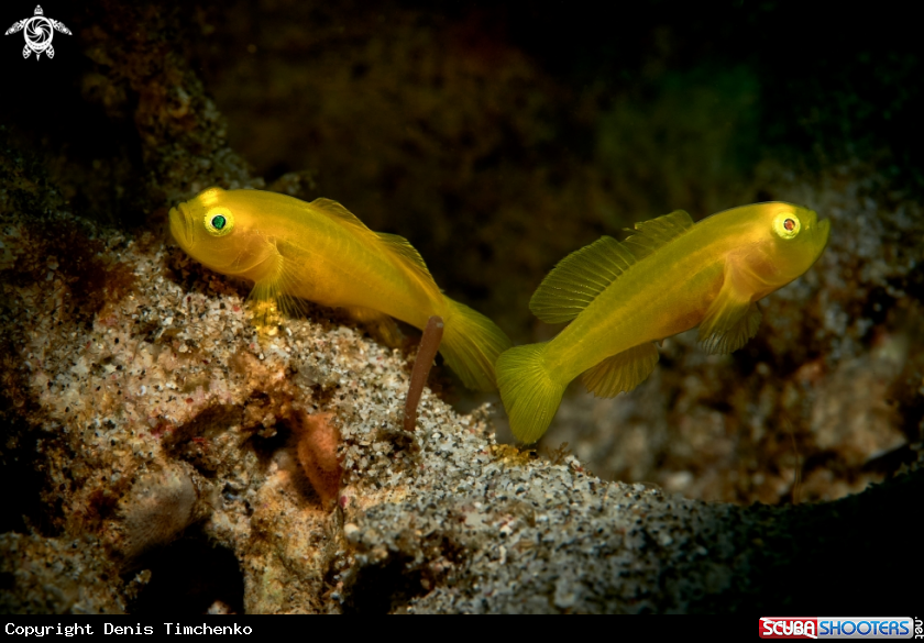 A GOBY