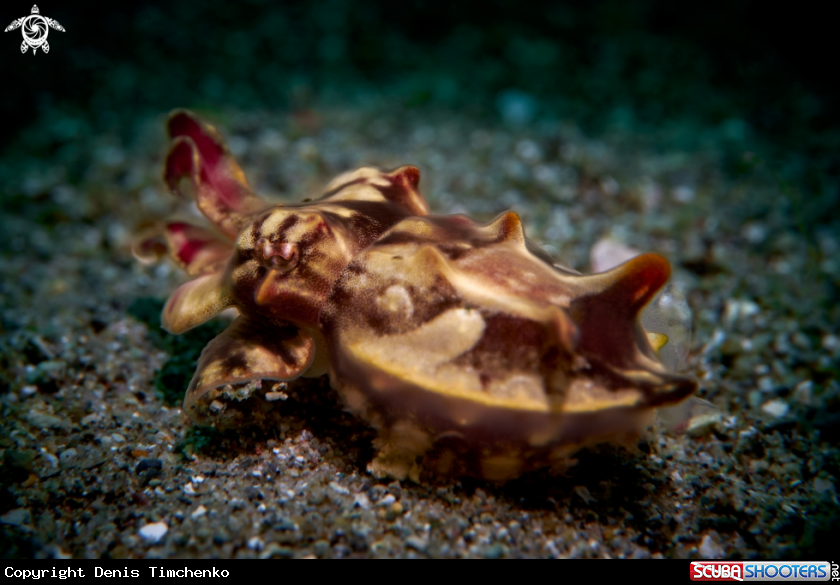 A Cuttlefish