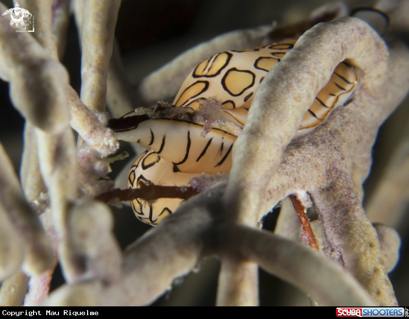 A Flamingo Tongue