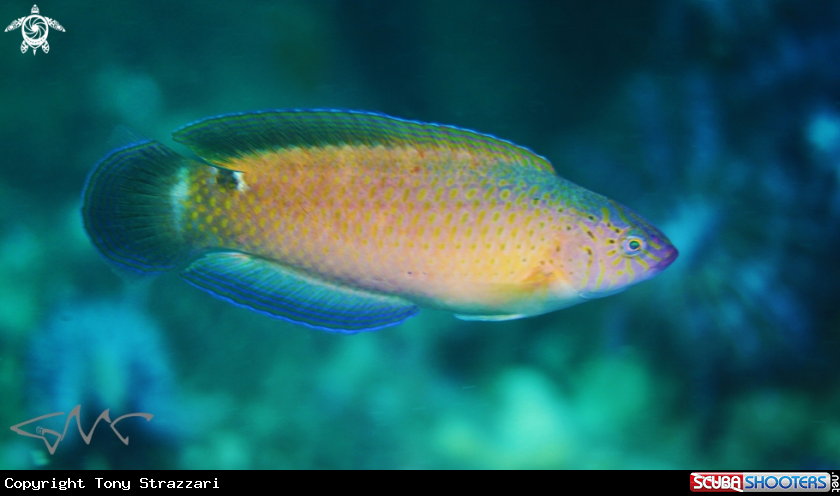 A Black-spotted Wrasse