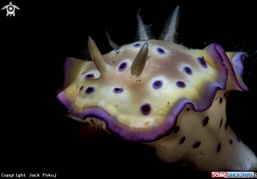 A Goniobranchus kunei