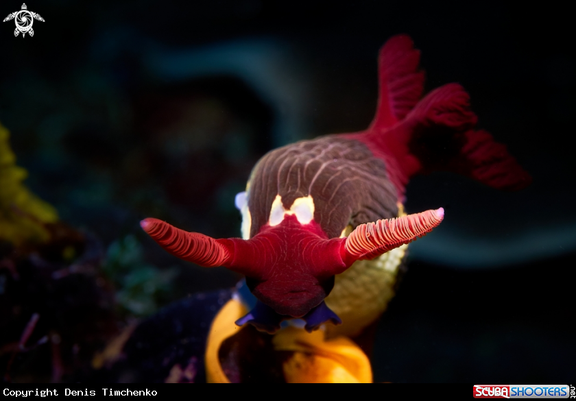 A NUDIBRANCH
