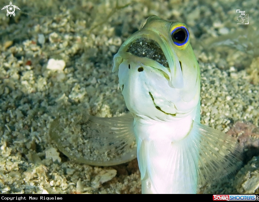 A Male Yellowhead Jawfish