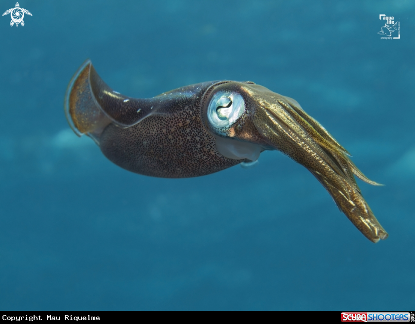 A Caribbean Reef Squid