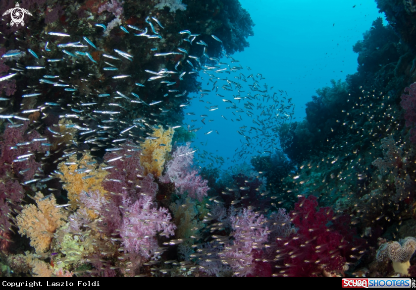 A Soft coral with glass fishes