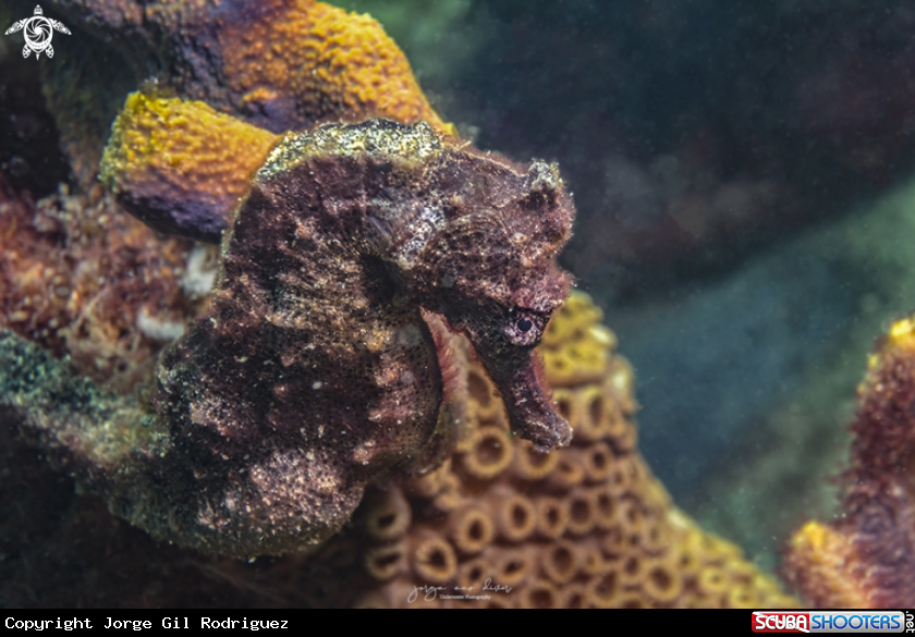 A Longsnout seahorse