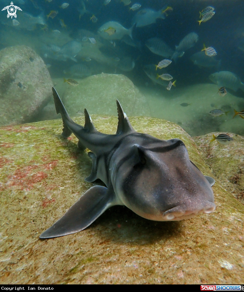 A Port Jackson shark