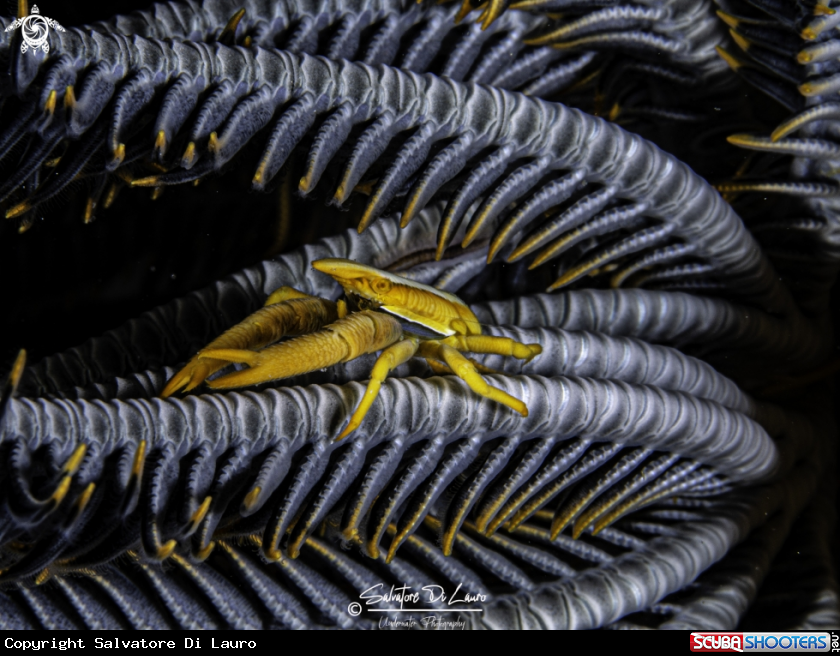 A Crinoid squat lobster