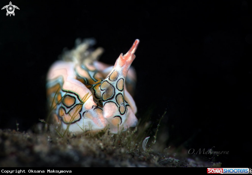 A Psychedelic batwing slug (Sagaminopteron psychedelicum)