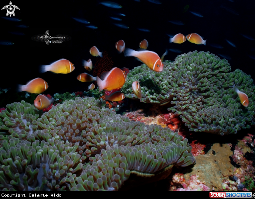 A Pink Anemonefish