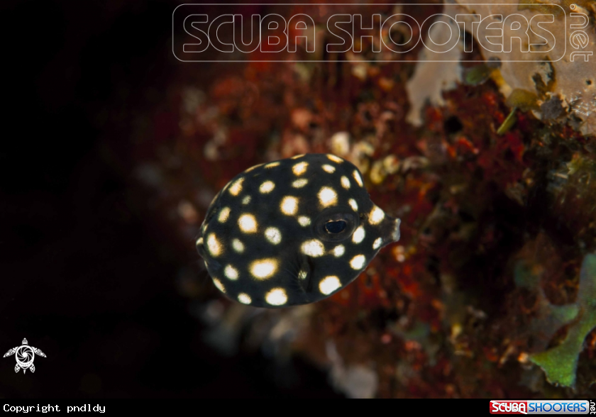 A underwater creature