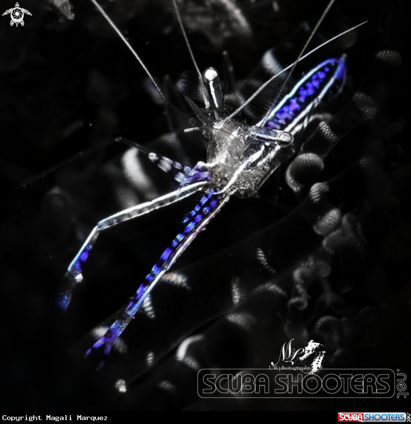 A Pederson cleaner Shrimp