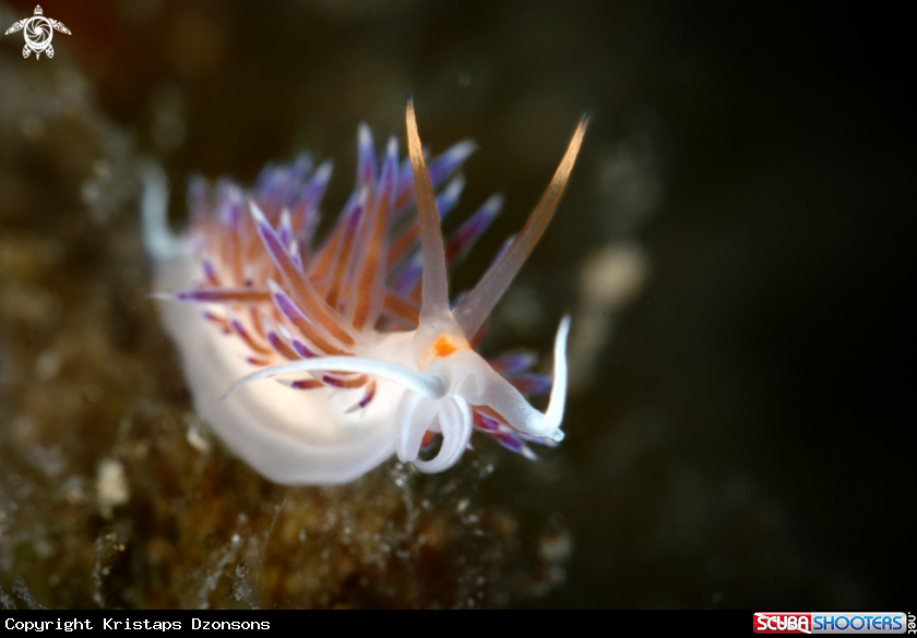 A Cratena peregrina nudibranch