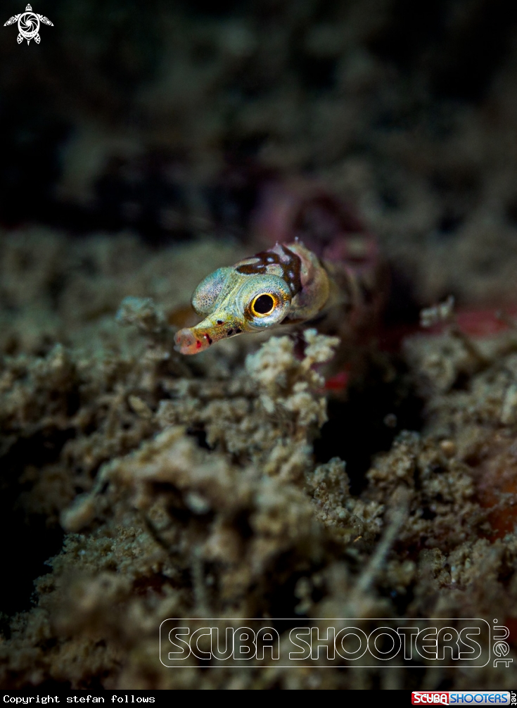 A Banded pipefish