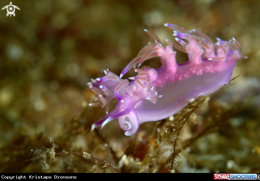 A Flabellina affinis nudibranch