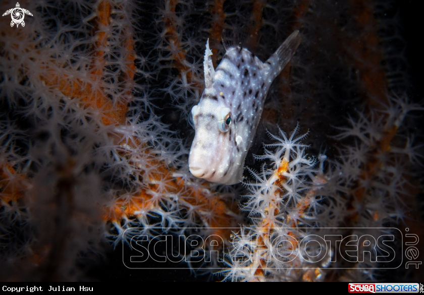 A Filefish
