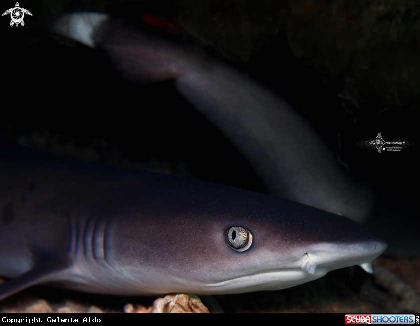 A Whitetip Reef Shark
