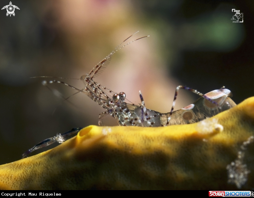 A Spotted Cleaner Shrimp