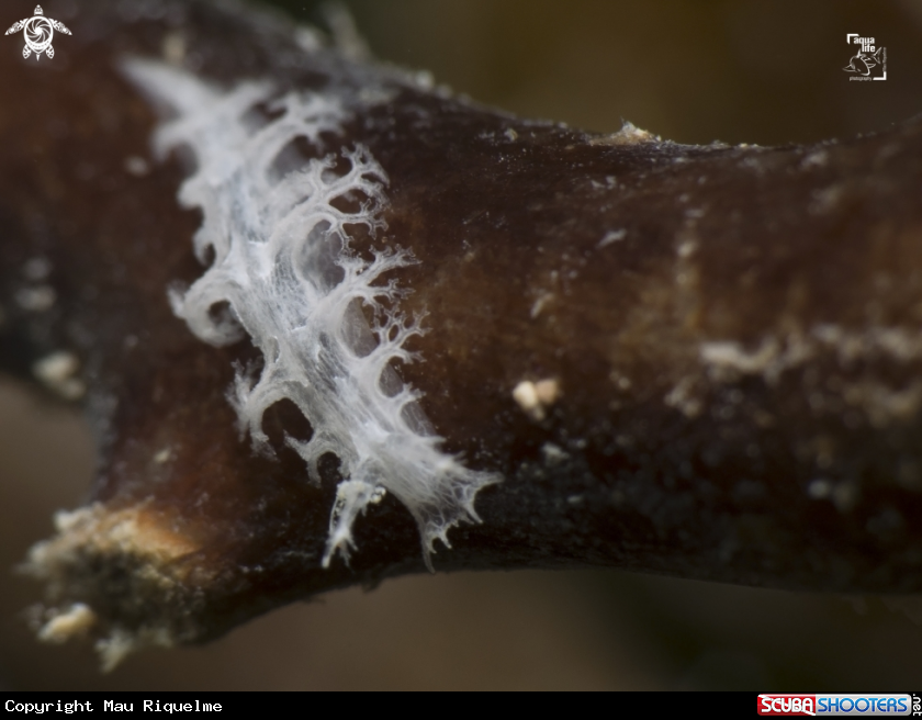 A Tufted Nudibranch