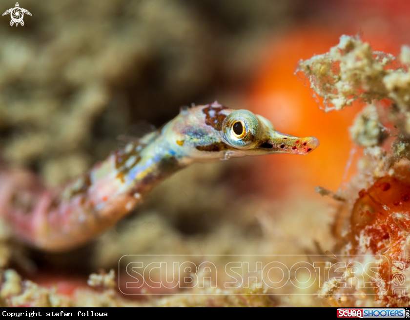 A Banded pipefish