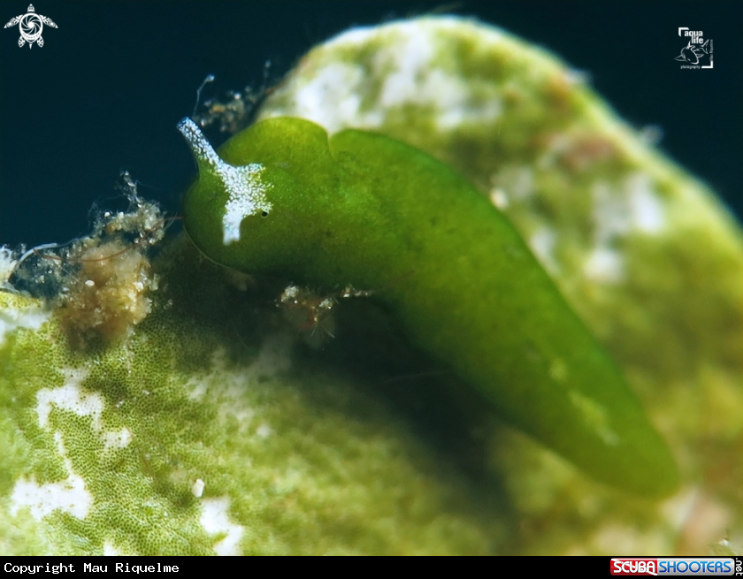A Elysia marcusi