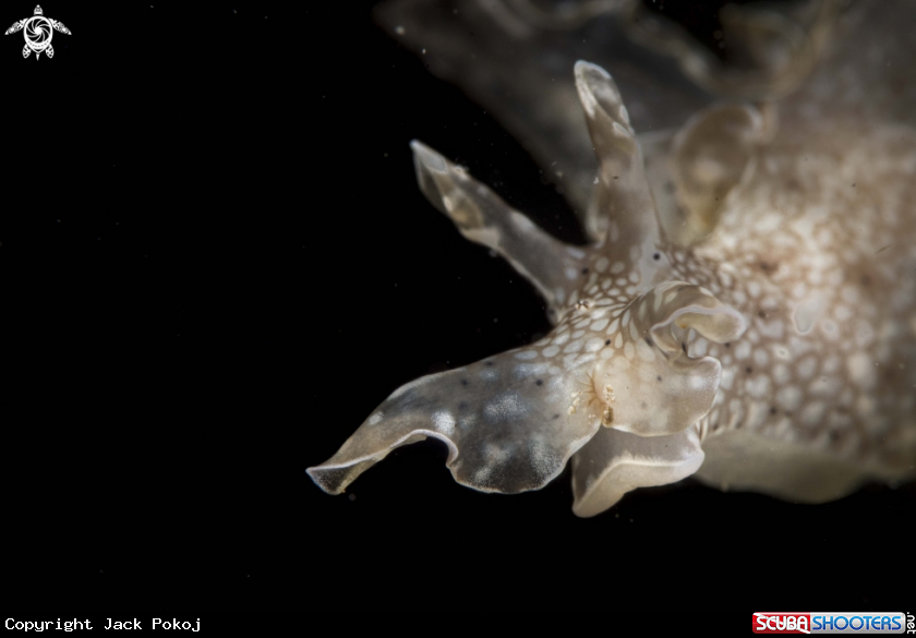 A Aplysia argus