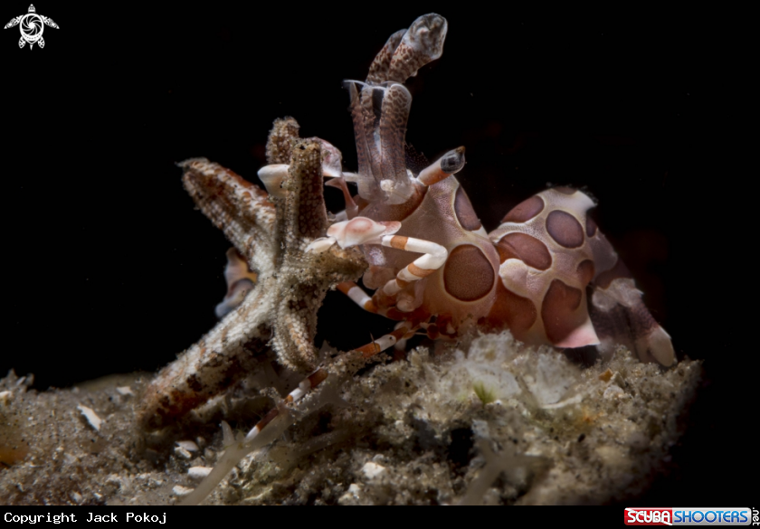 A Harlequin shrimp