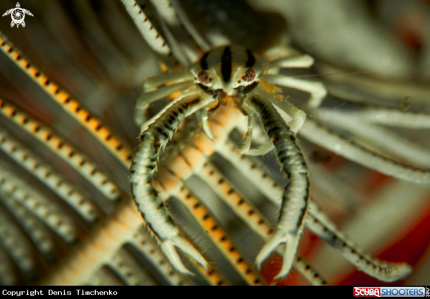 A SQUAT LOBSTERS 