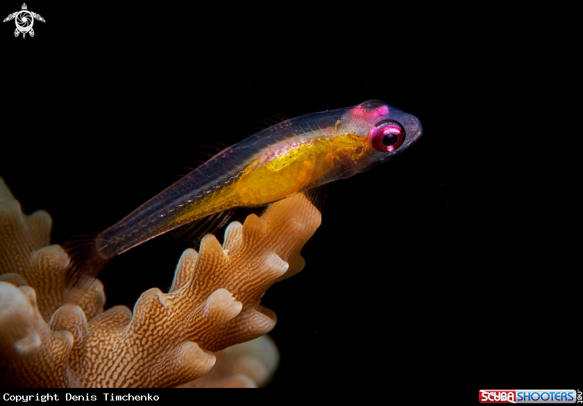A GOBY