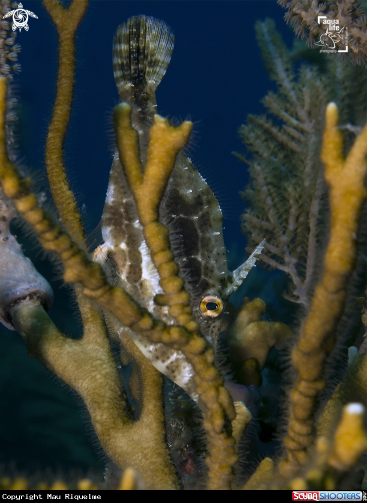 A Slender Filefish