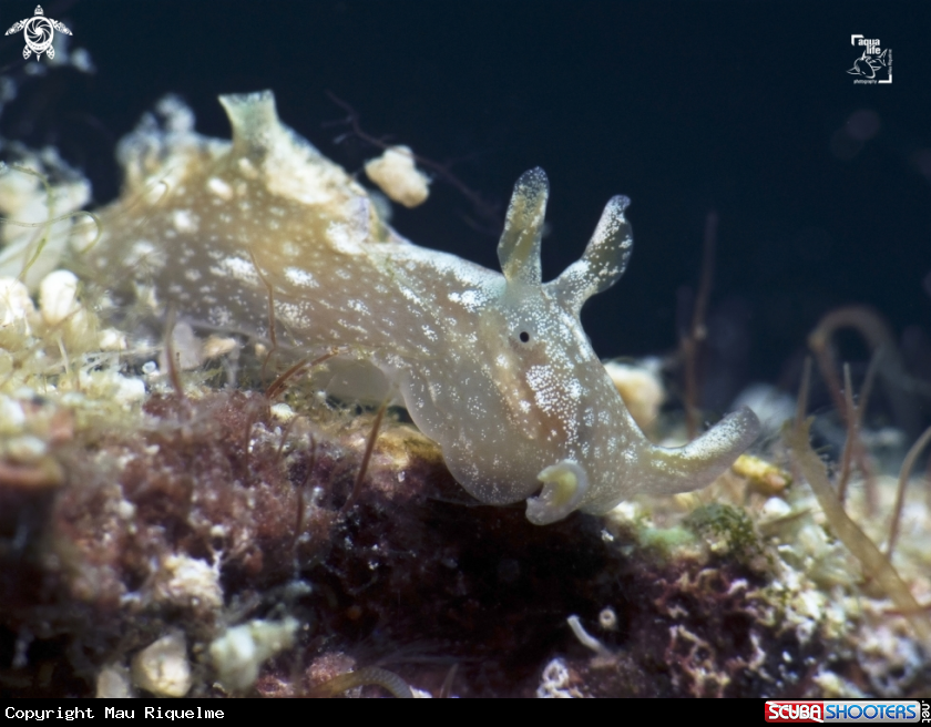 A White-Spotted Seahare