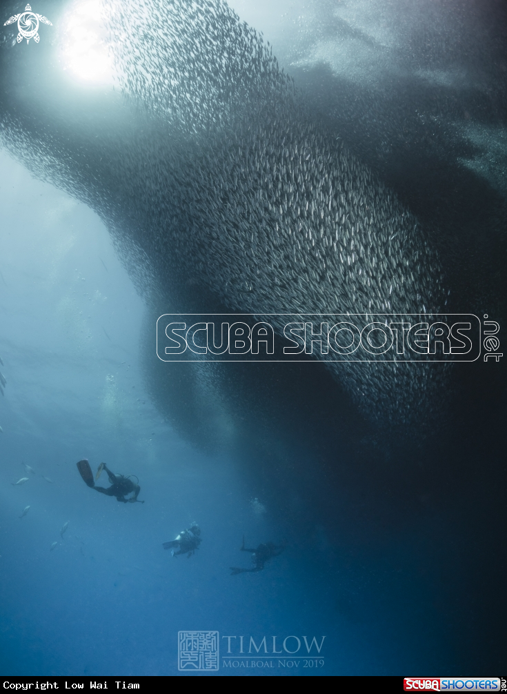 A Sardines