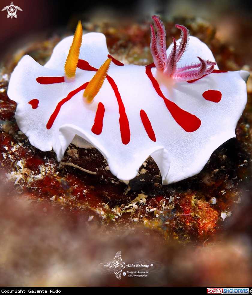 A Noumea Nudibranch