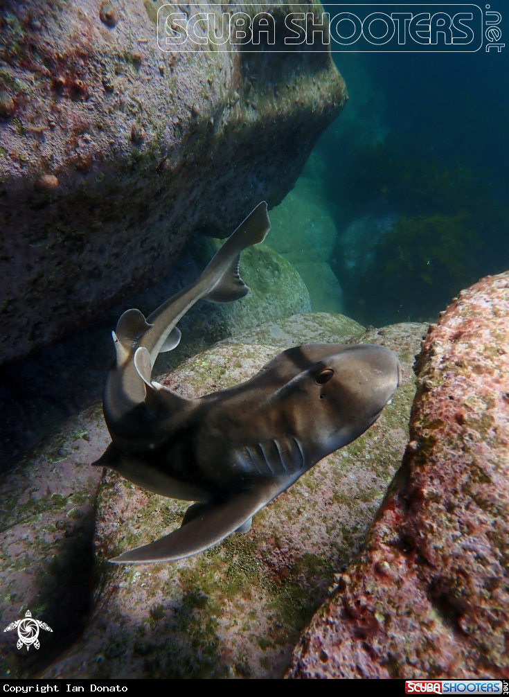 A Port Jackson shark