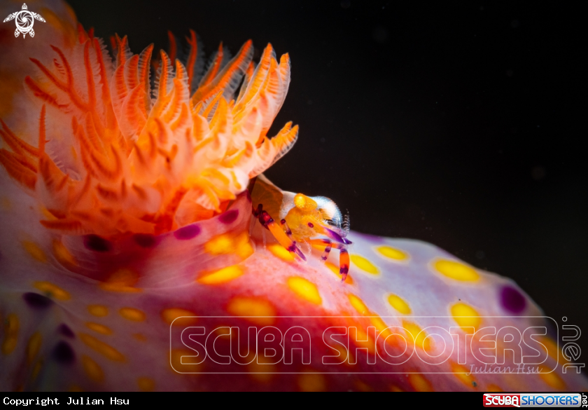 A Emperor shrimp