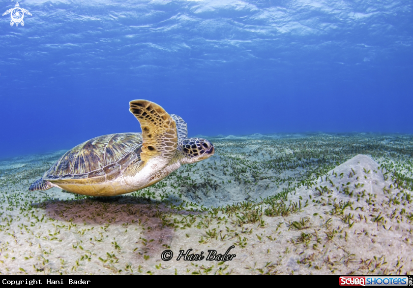A Green Turtle