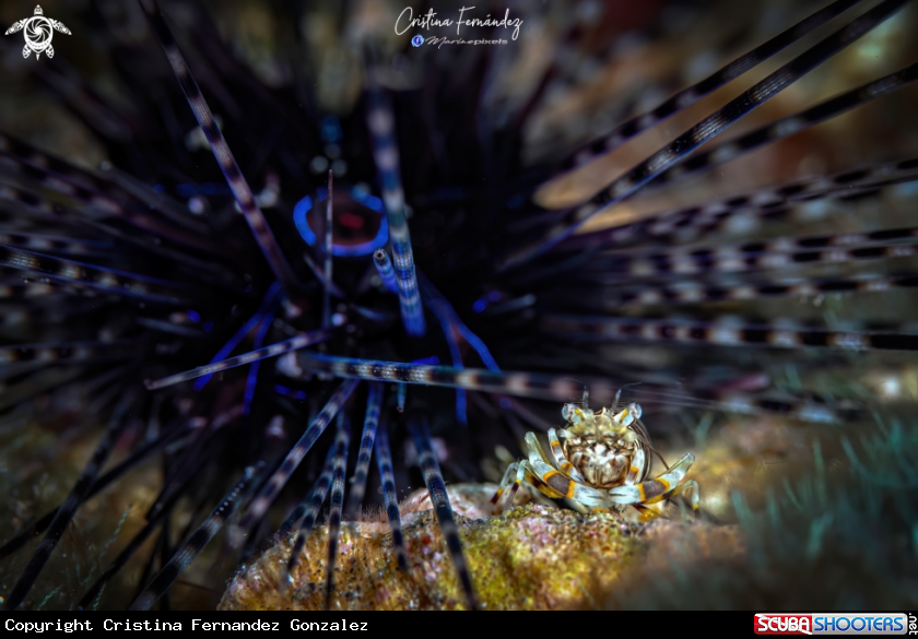 A Bumble bee Shrimp