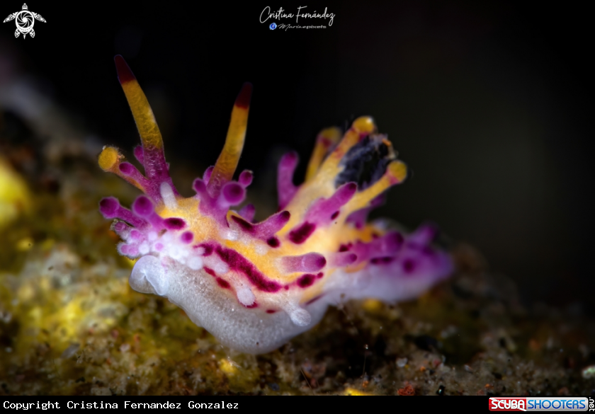 A Nudibranch