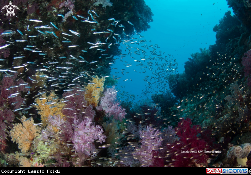 A REEF SCENE