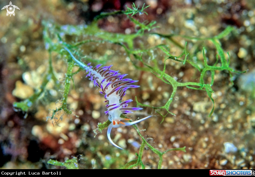 A underwater creature
