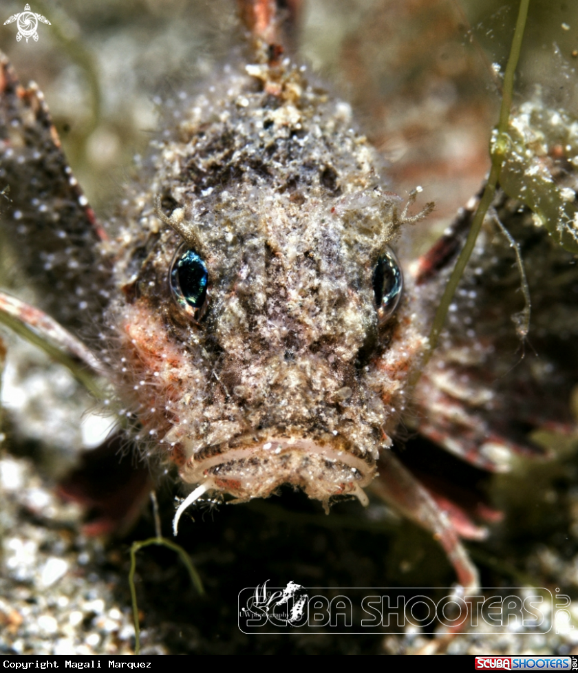 A Stingfish