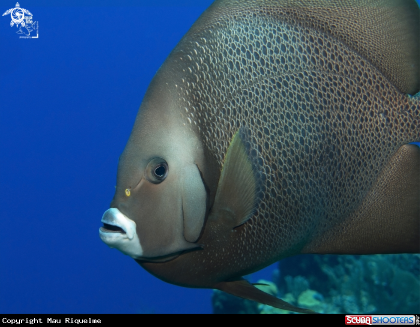 A Gray Angelfish