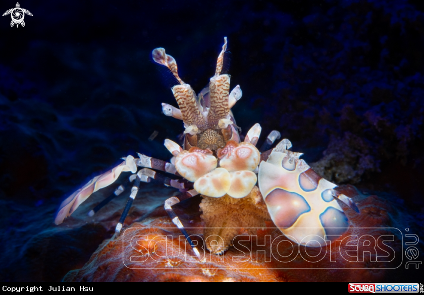 A Harlequin Shrimp